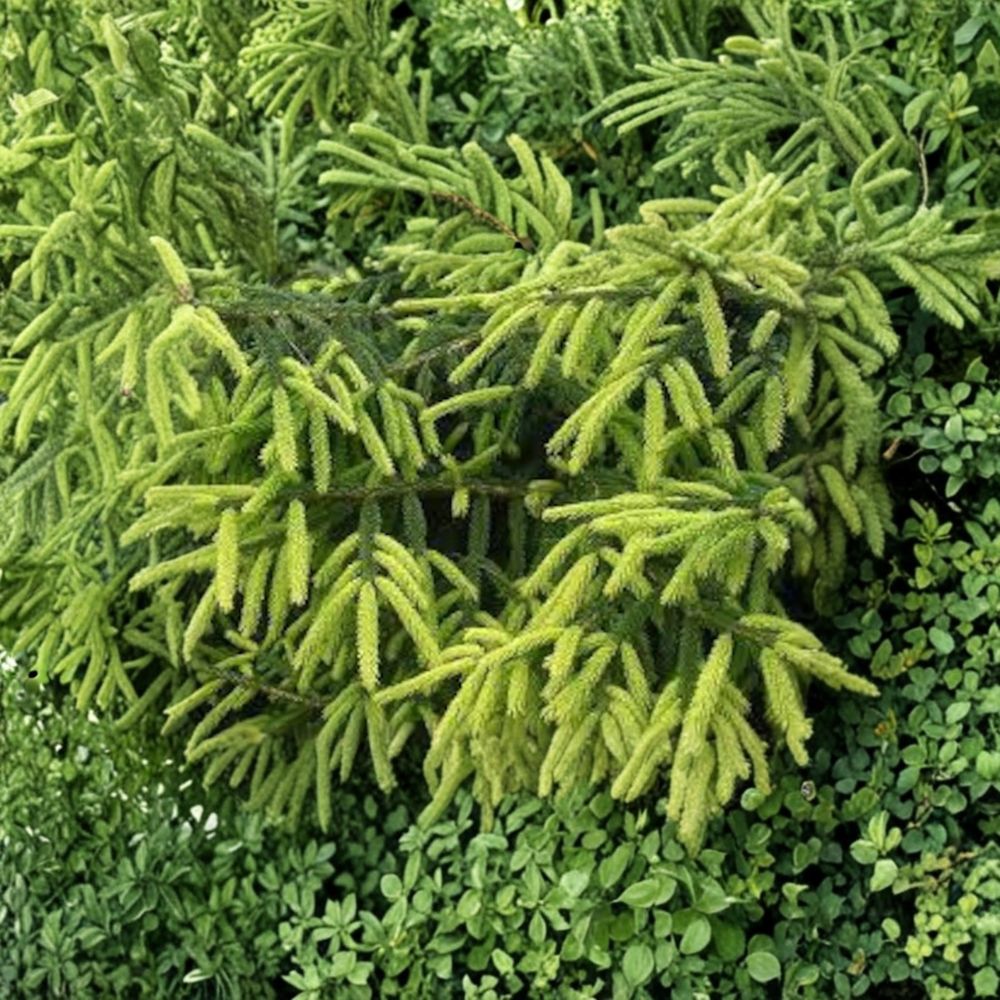 Early Gold Oriental Spruce Plant - 10 Inch Golden Evergreen Conifer in 1 Gallon Pot - Picea orientalis 'Early Gold'