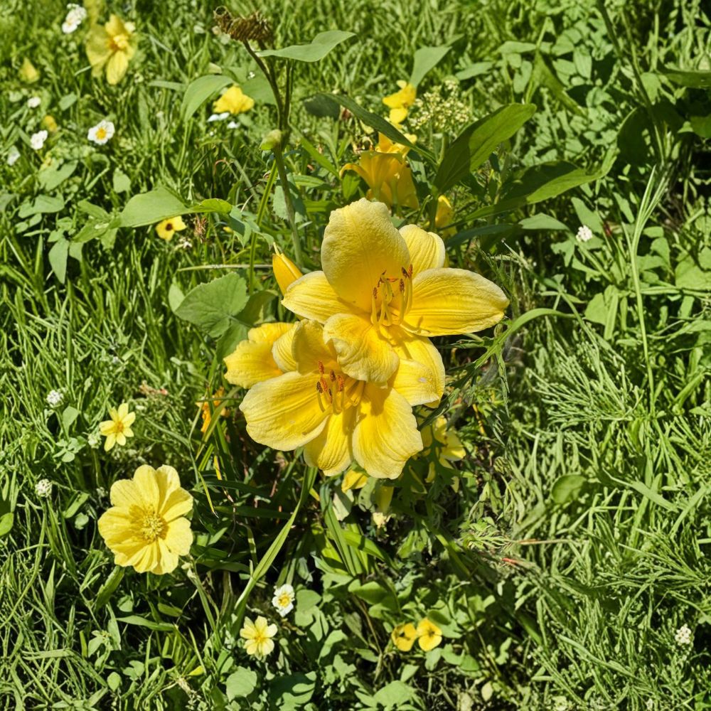 Hemerocallis 'Raindrop' Daylily - 3 Bare Root Plants | Hardy Perennial Flower | Easy to Grow Garden Favorite