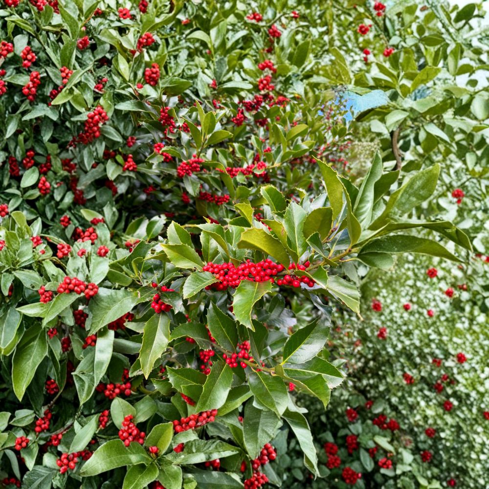 Wirt L. Winn Koehne Holly | 1 Gallon Pot | Evergreen Privacy Plant | Ilex x koehneana | Red Berries