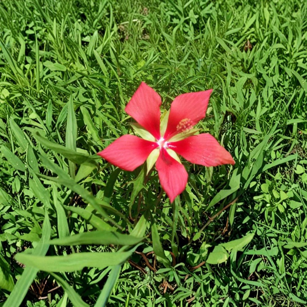 Texas Star Hibiscus Live Plant | 2 Gallon | Large Red Flowers | Hibiscus coccineus | Garden & Pollinator Friendly