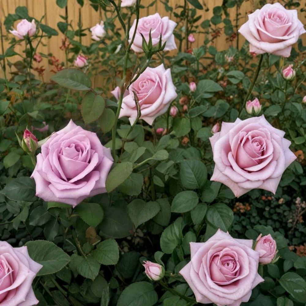Blue Girl Hybrid Tea Rose Plant | 3 Gallon Mauve Lavender Bush | Rosa hybrid 'Blue Girl' | Easy to Grow, Elegant Blooms