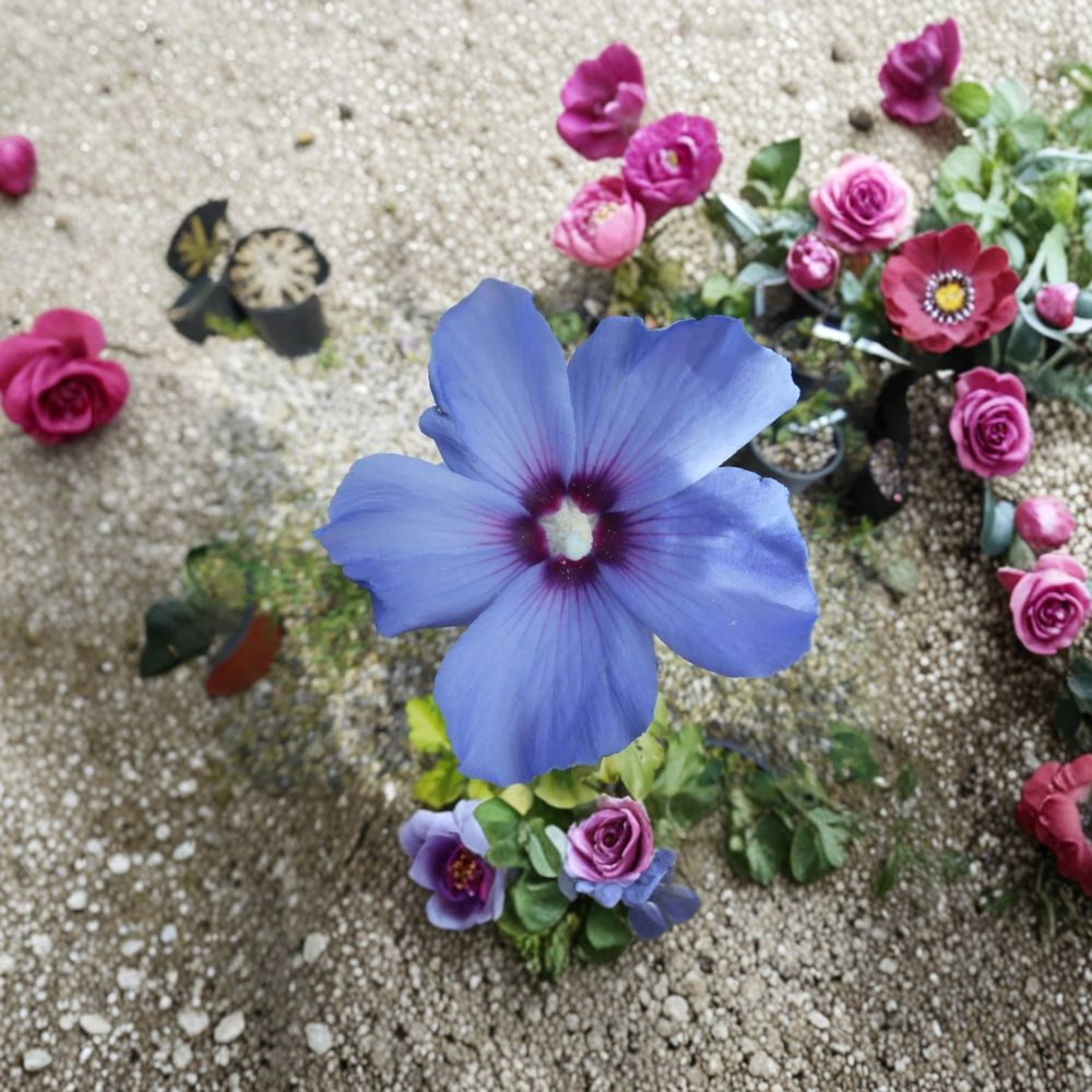 Bluebird Rose of Sharon Live Plant - 2 Gallon Pot - Blue-Violet Blooms - Hibiscus syriacus 'Bluebird' - Hardy Flowering Shrub