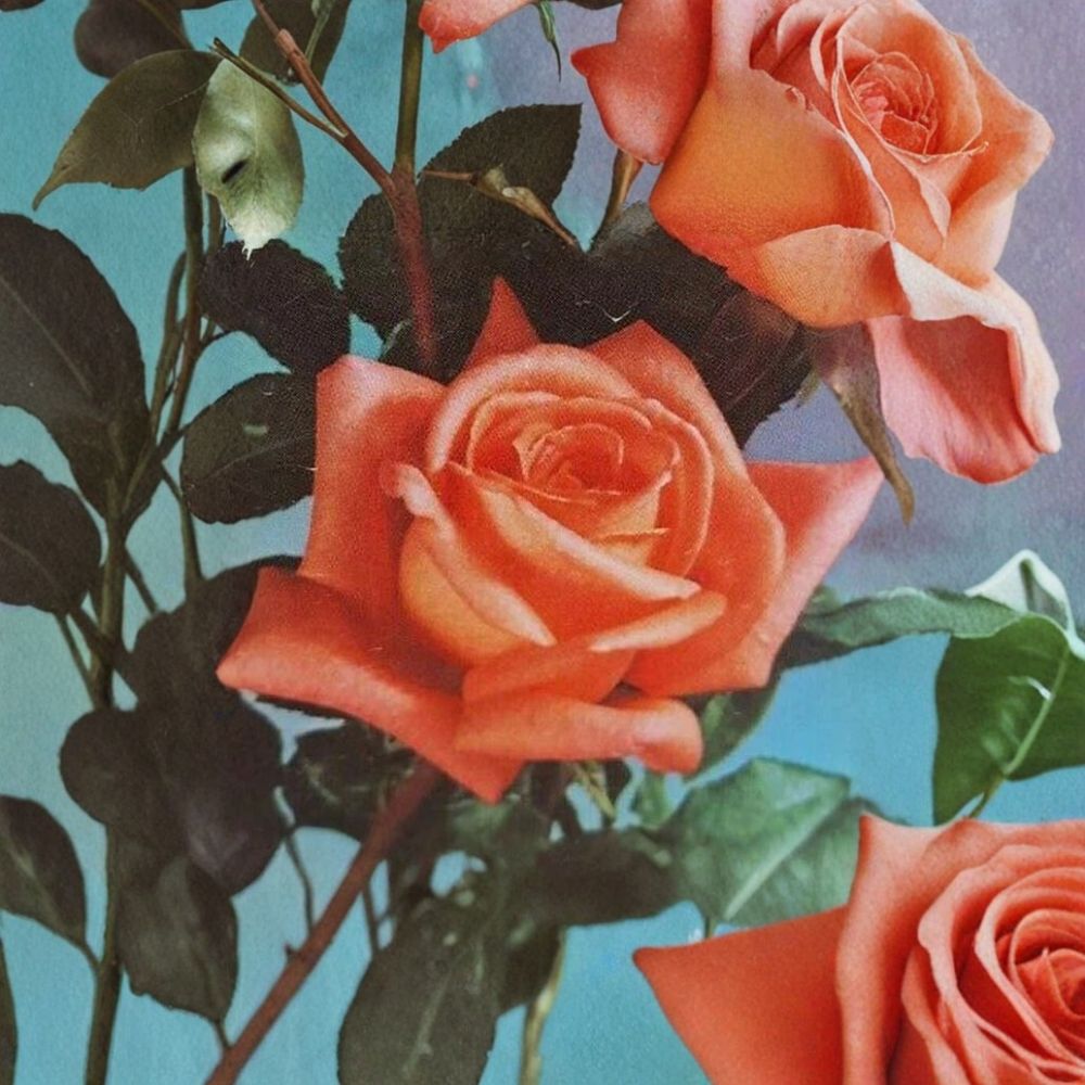 Shreveport Rose Live Plant | 1 Gallon | Orange Hybrid Tea Rose | Rosa Hybrid Tea 'Shreveport' | Garden & Landscape Friendly