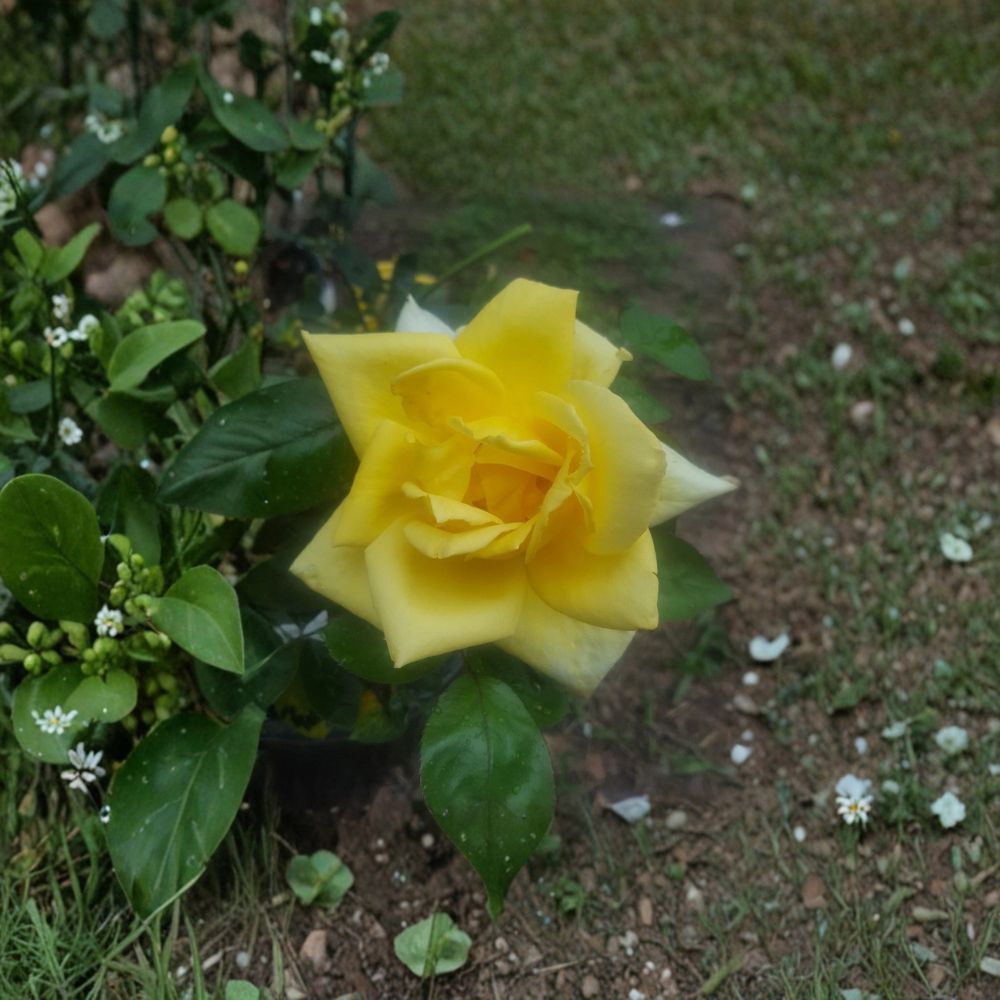 Oregold Grandiflora Rose Plant - 2 Gallon Yellow Flowering Shrub - Rosa hybrid 'Oregold' - Easy to Grow Landscape Rose