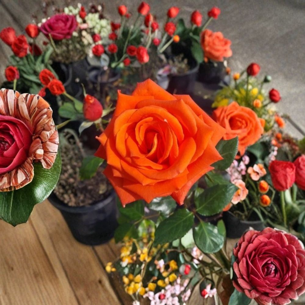 Marina Rose Bush 3 Gallon - Everblooming Salmon Orange Flowers - Rosa 'Marina' - Garden & Landscape Friendly