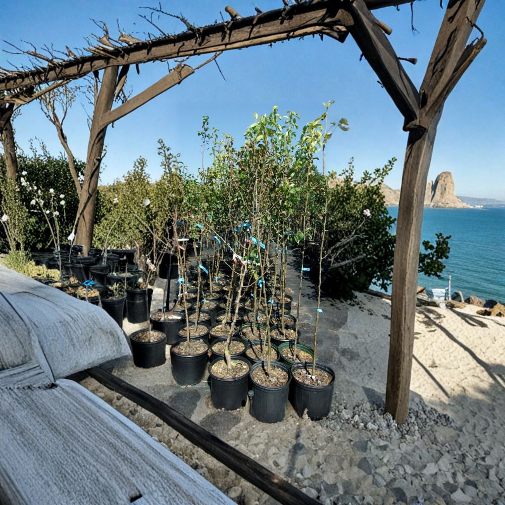 Comice Pear Tree - Live Fruit Tree - Pyrus communis - Sweet Juicy Pears - Backyard Orchard Friendly - Healthy Root System