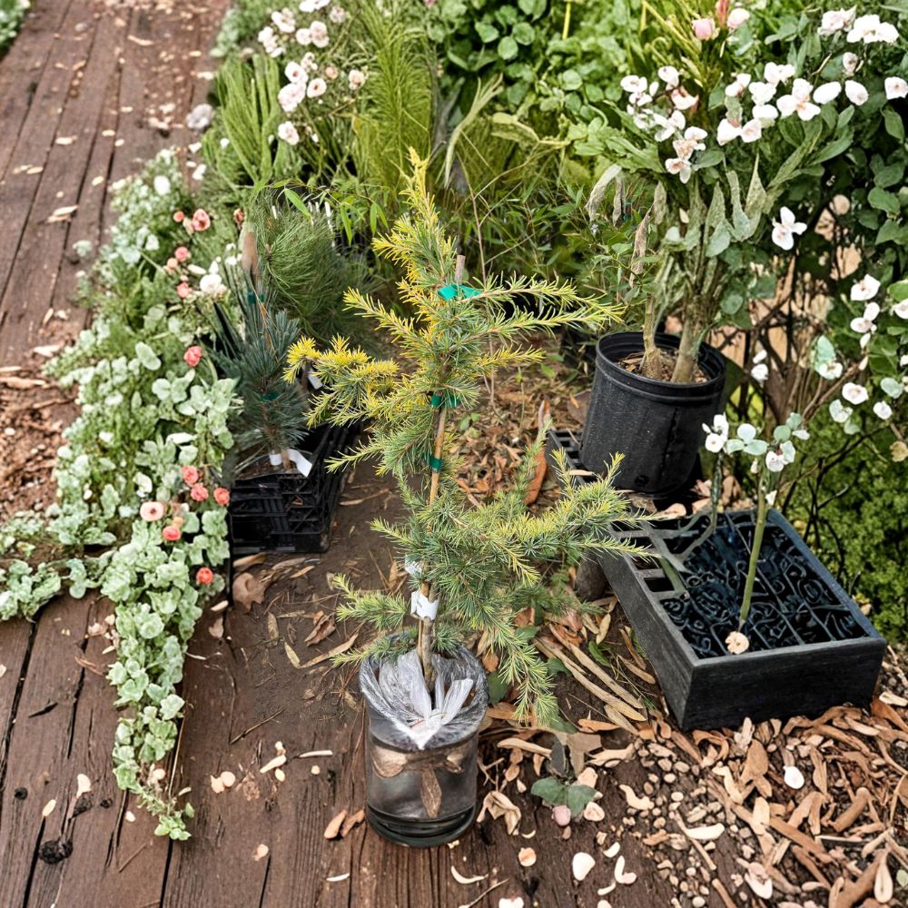 Gold Cascade Deodar Cedar Live Plant | 12-Inch Evergreen | Cedrus deodara 'Gold Cascade' | 1 Gallon Pot | Golden Weeping Focal Point