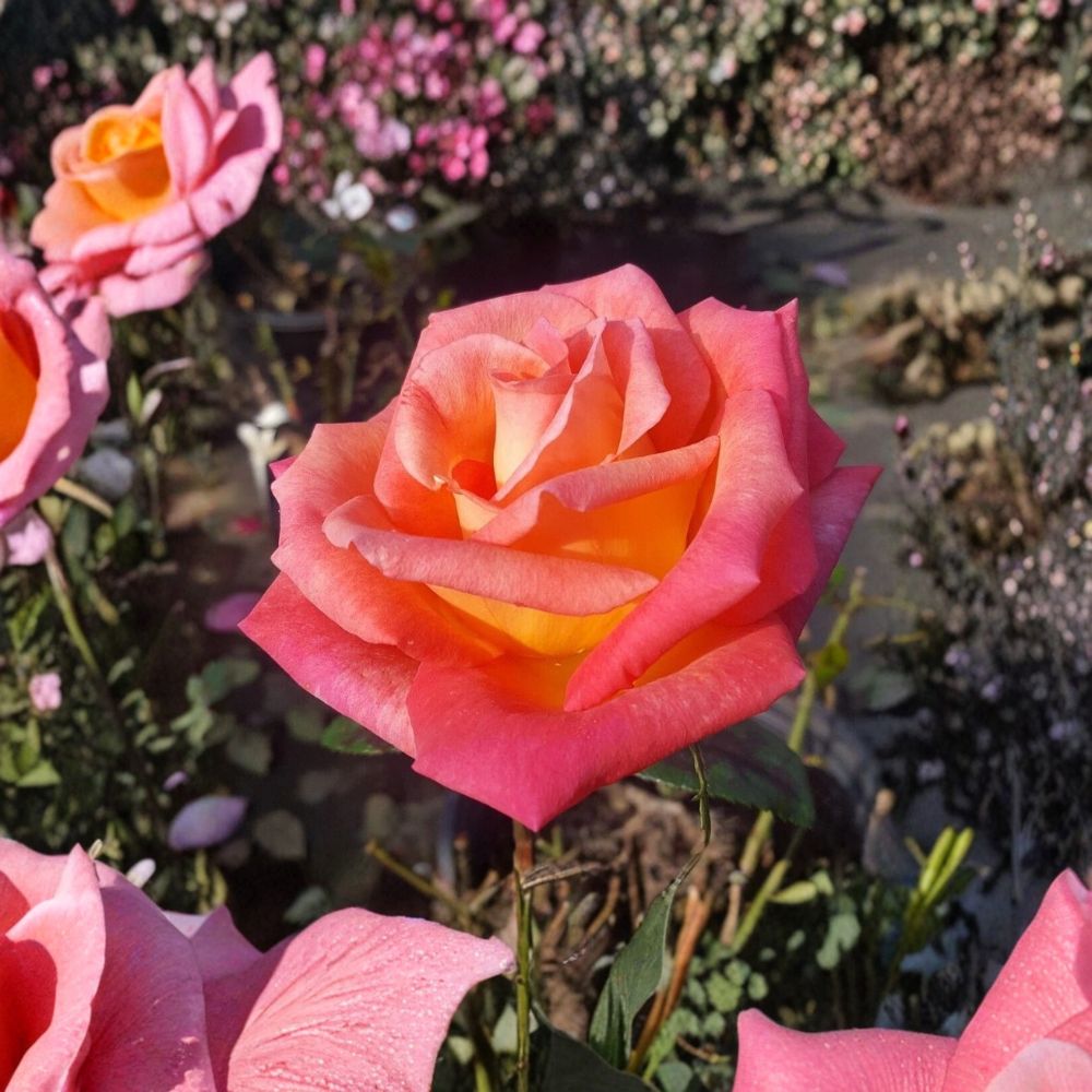 Mikado Hybrid Tea Rose Plant | 3 Gallon | Scarlet Yellow | Rosa hybrid 'Mikado' | Easy to Grow Garden Rose