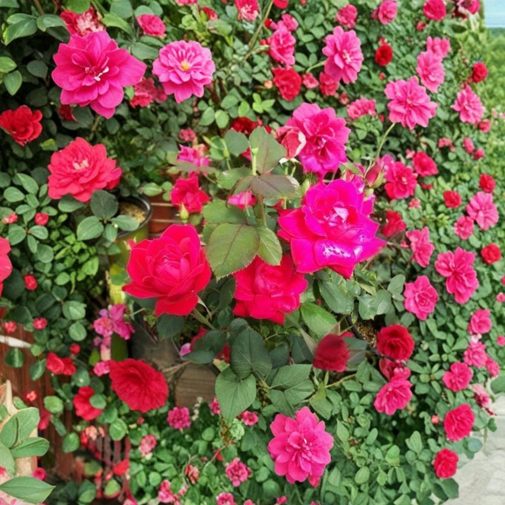 1 Gallon Double Knock Out® Red Rose Plant | Disease Resistant | Continuous Blooming | Rosa 'Double Knock Out'