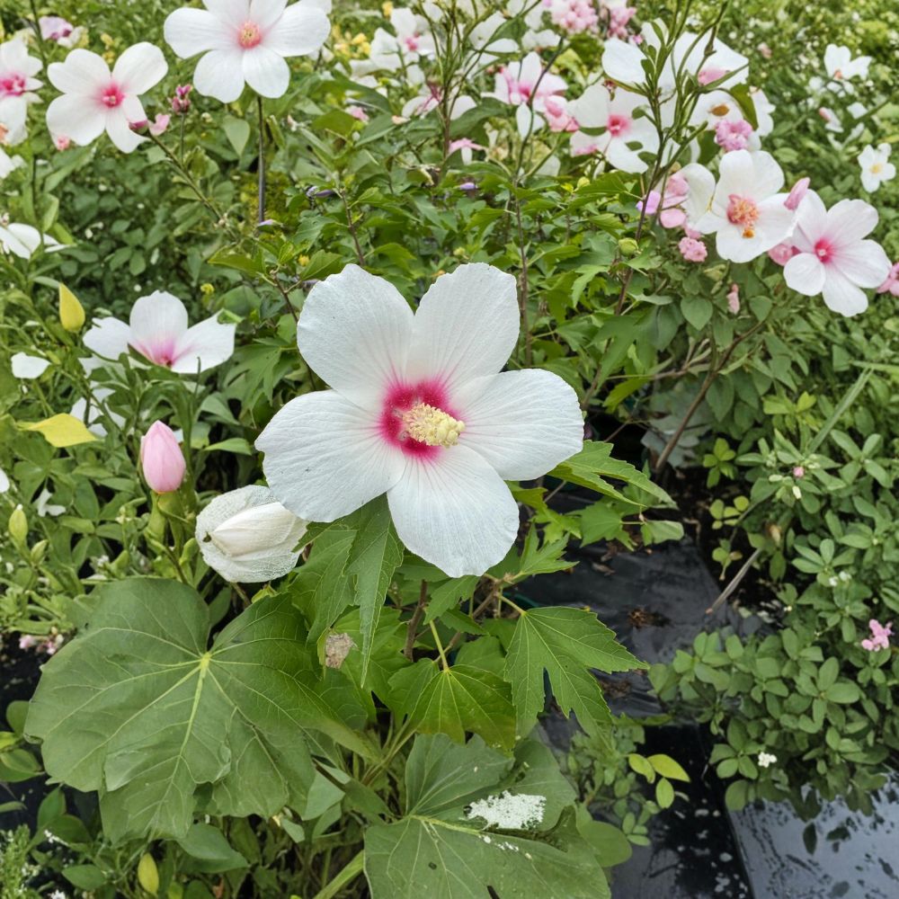 Lohengrin Rose of Sharon Live Plant | 2 Gallon Pot | Lavender Pink Blooms | Hibiscus paramutabilis x syriacus | Hardy Shrub