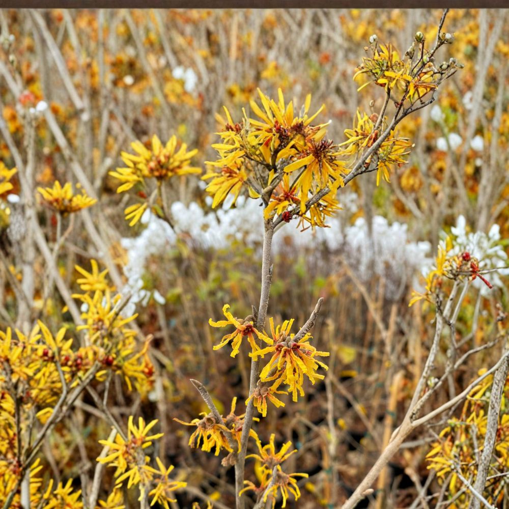 Witch Hazel Live Plant 12" Hamamelis virginiana 'Winter Champagne' Fragrant Winter Blooms in 1 Gallon Pot, Hardy Shrub