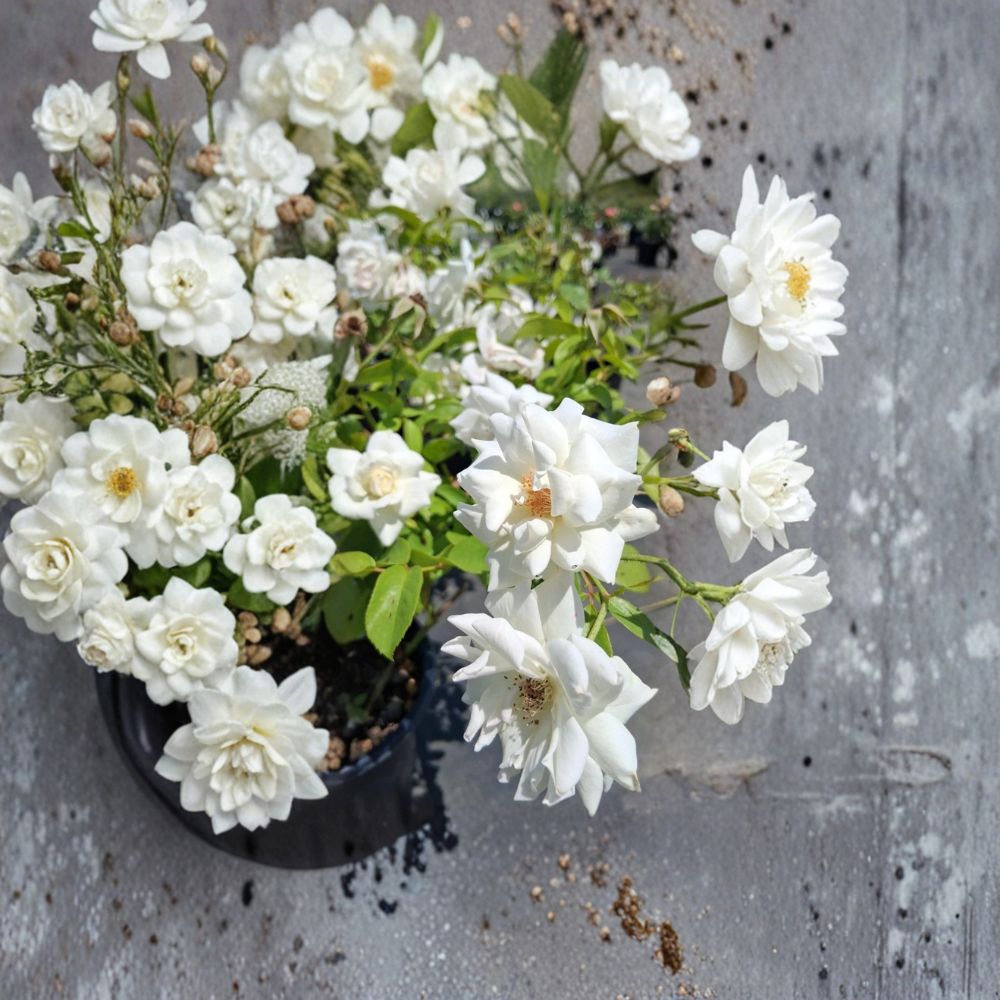 Iceberg Floribunda Rose Plant | 3 Gallon | Pure White Flowering Shrub | Rosa hybrid 'Iceberg' | Everblooming Garden Rose