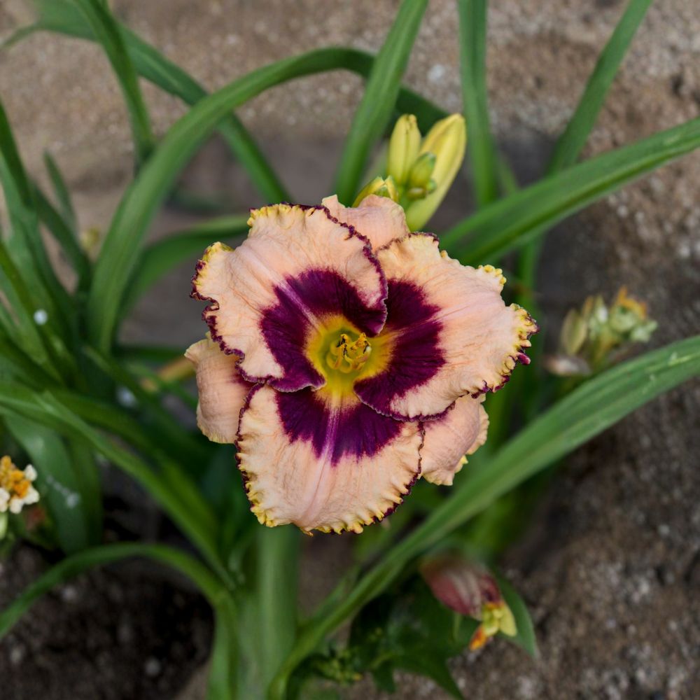 Hemerocallis 'Daring Deception' Daylily - 3 Bare Root Plants - Cream Pink Blooms with Purple Eye - Hardy Perennial Flower