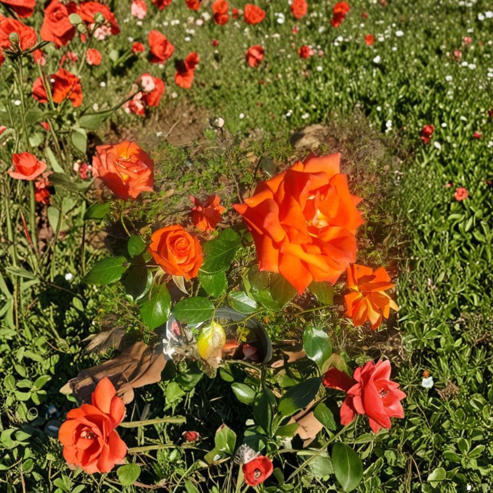 Marina Rose Bush 5 Gallon - Everblooming Salmon Orange Flowers - Rosa 'Marina' - Root-Wrapped Live Plant for Garden & Landscape