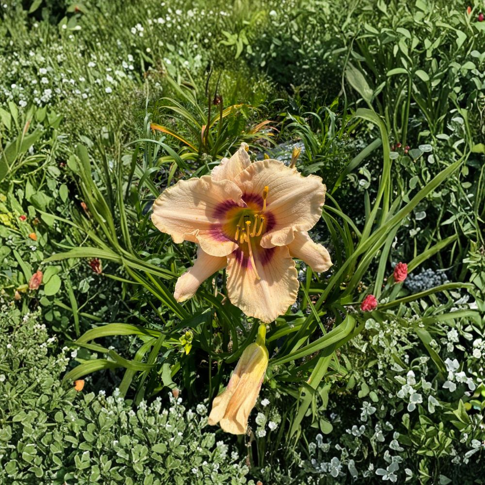 Hemerocallis 'Huckleberry Candy' Daylily - 3 Bare Root Plants | Vibrant Pink Blooms | Hardy Perennial | Easy to Grow
