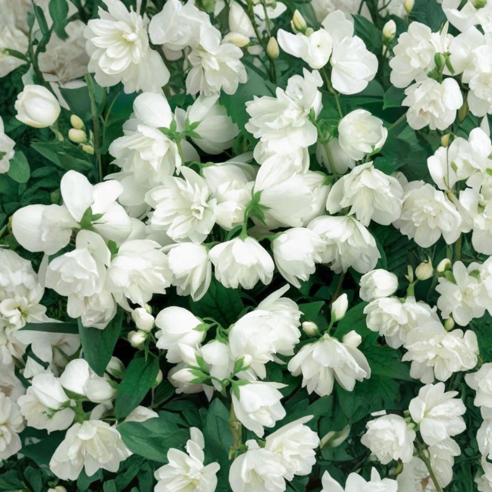 Fragrant Mockorange Live Plant | 2 Gallon Pot | Double White Blooms | Philadelphus 'Janet Reidy' | Hardy Flowering Shrub