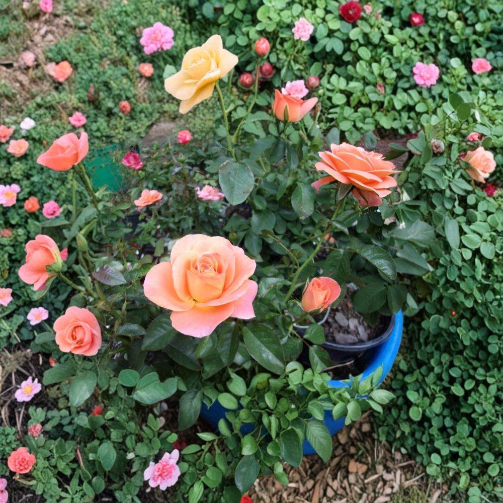 New Year Rose Plant - 2 Gallon - Orange Blooms - Rosa Grandiflora 'New Year' - Established Root System - Garden Friendly