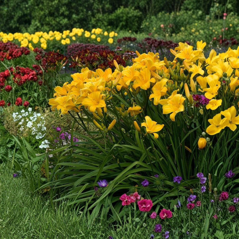 Buttered Popcorn Daylily - 3 Bare Root Plants - Fragrant Butter Yellow Blooms - Hemerocallis 'Buttered Popcorn' - Reblooming Perennial