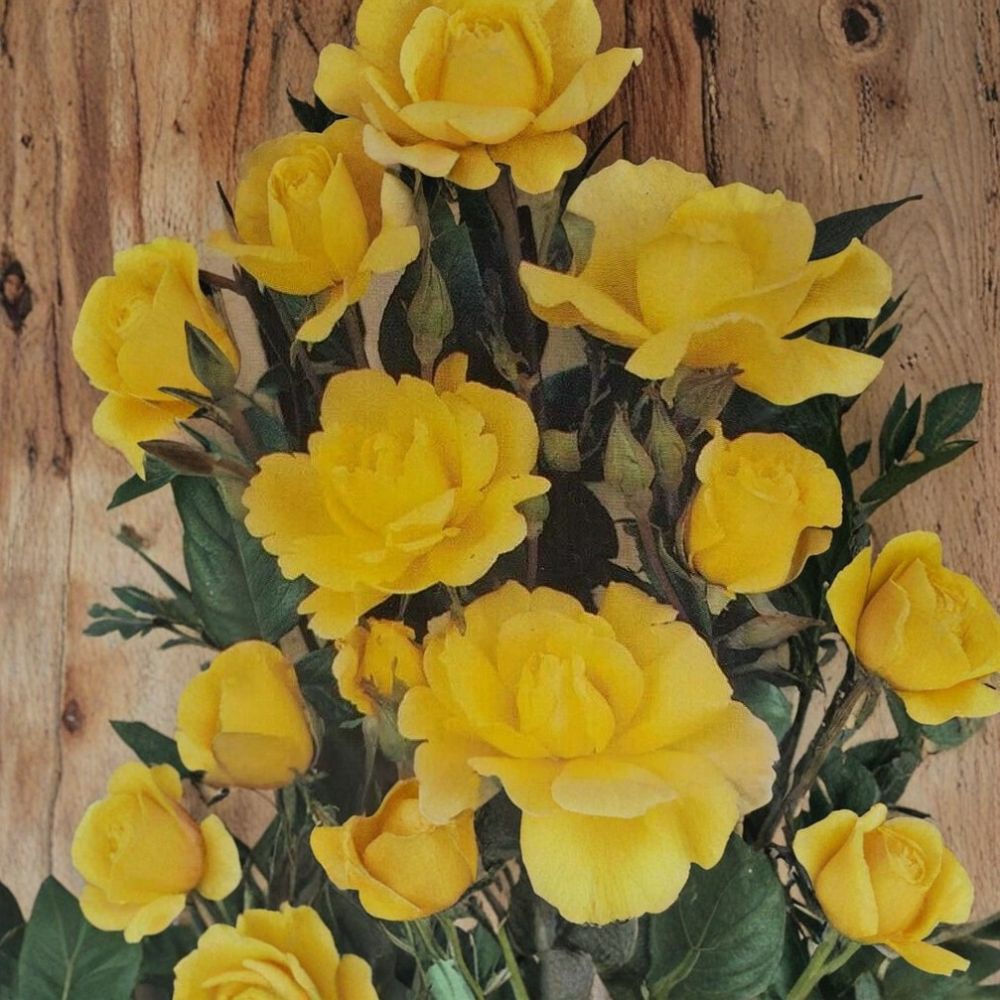 Climbing Golden Shower Rose Plant | 2 Gallon Daffodil Yellow | Everblooming Rosa hybrid 'Golden Showers' | Trellis Friendly