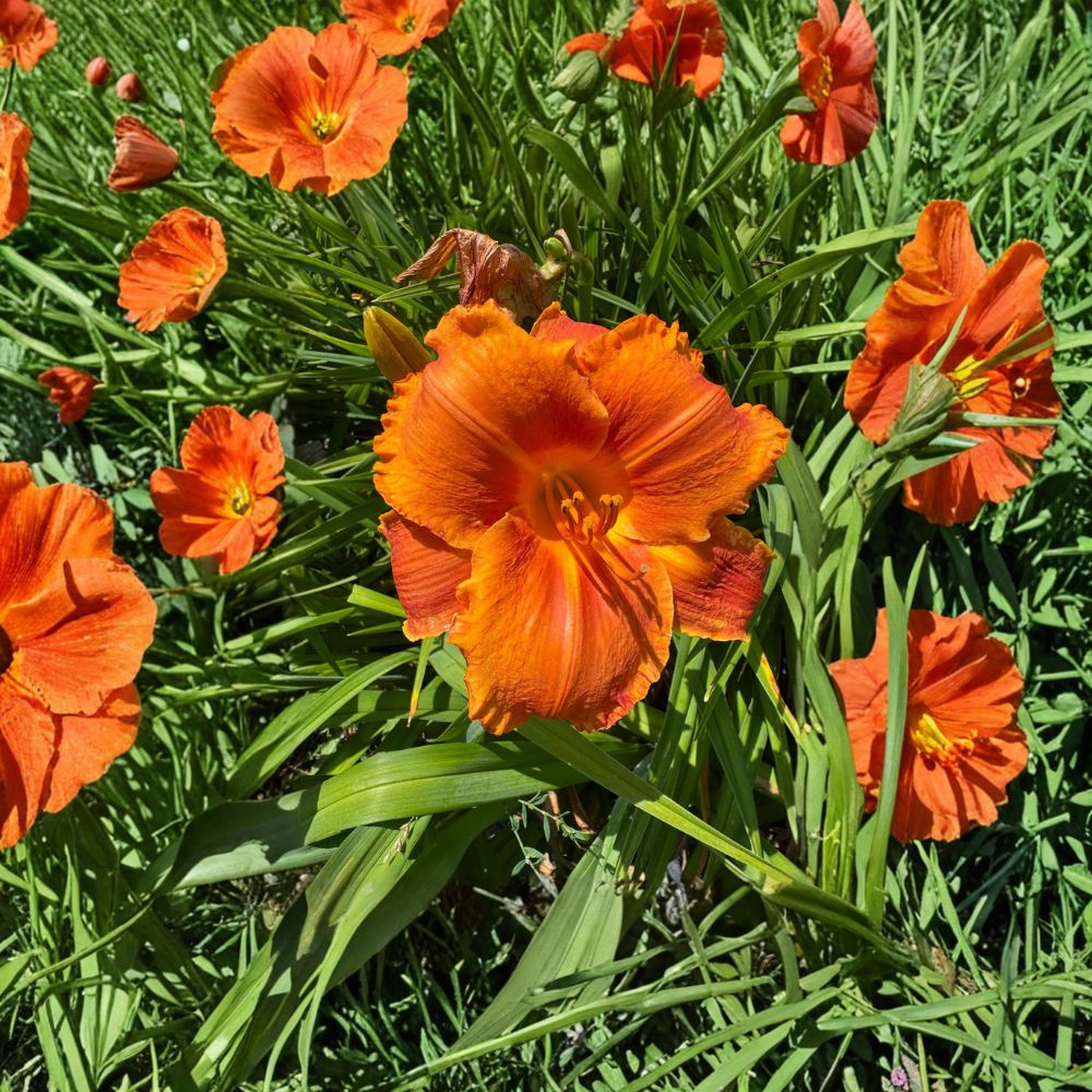 Hemerocallis 'Hot Wire' Daylily - 3 Bare Root Plants | Hardy Perennial Flower | Easy to Grow | Grade #1 Roots