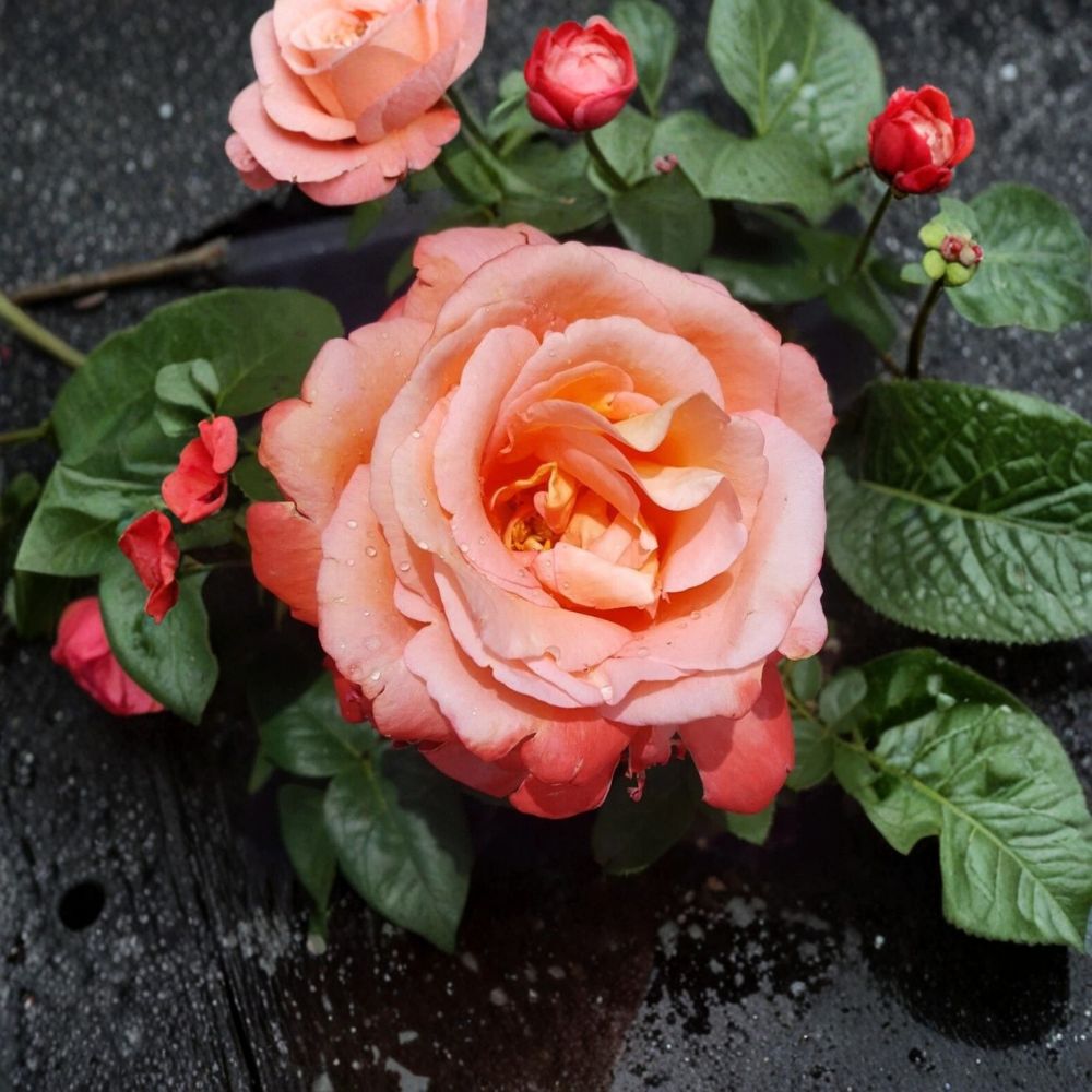 Voodoo Hybrid Tea Rose Plant - 5 Gallon - Orange & Yellow Rose Bush - Rosa Hybrid Tea 'Voodoo' - Fragrant & Repeat Flowering