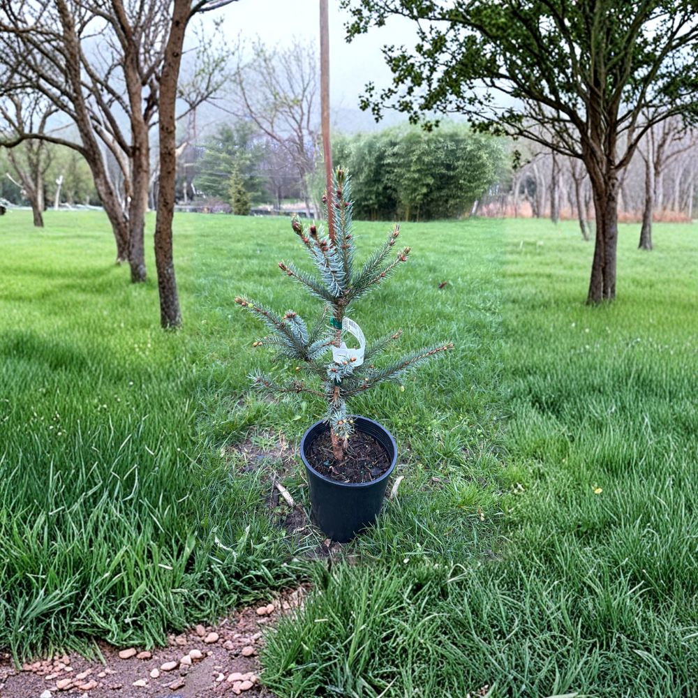 Bruns Serbian Spruce - 12 Inch Live Columnar Evergreen Tree in 1 Gallon Pot - Picea omorika 'Bruns' for Privacy Screens