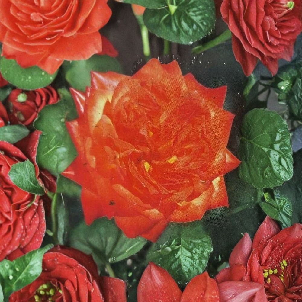 Charisma Floribunda Rose Plant 2 Gallon | Red Orange Yellow Blooms | Rosa Floribunda 'Charisma' | Garden Landscape Favorite