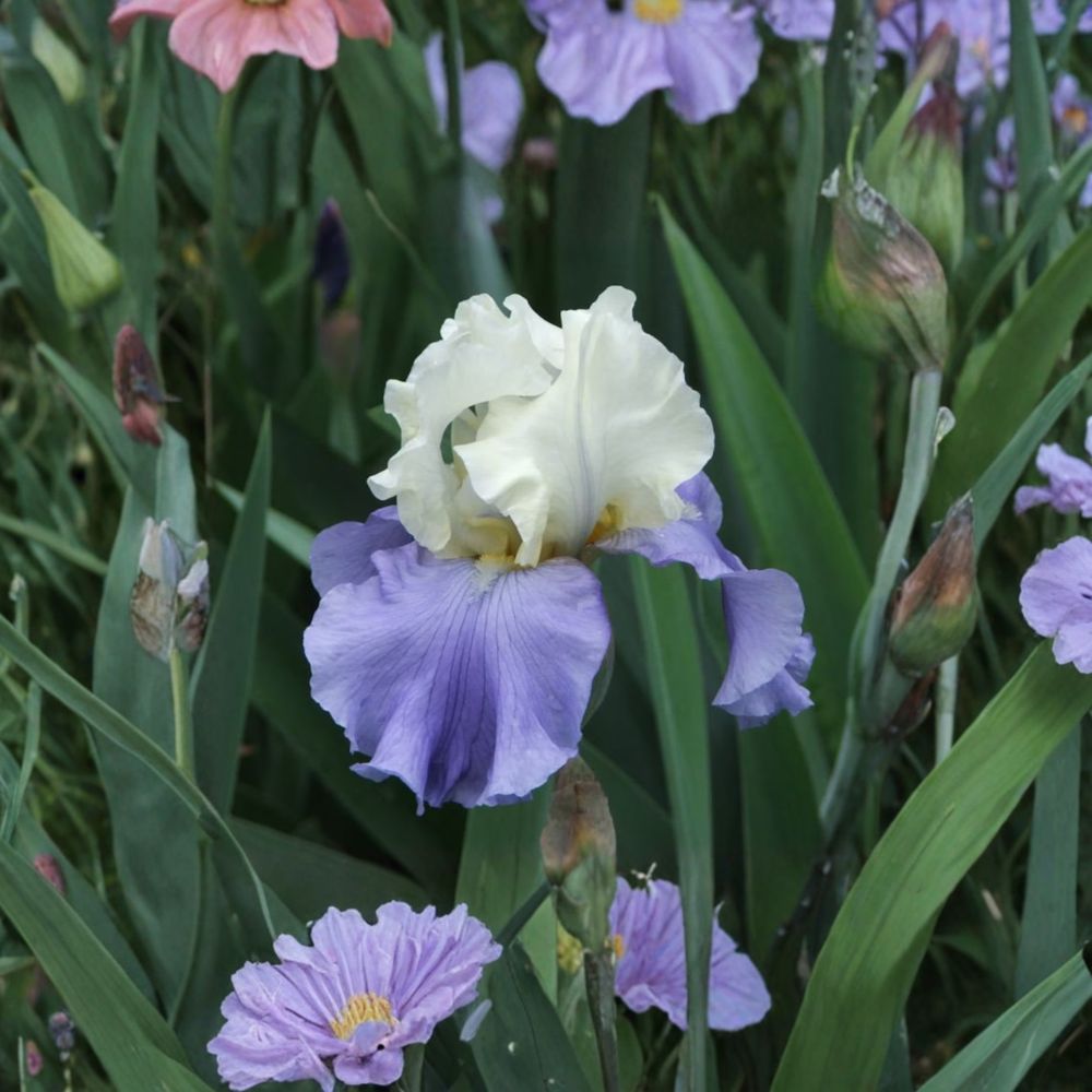 Stairway to Heaven Bearded Iris Rhizomes - Lavender Blue Perennial Flower - Iris germanica 'Stairway to Heaven' - 3 Live Plants