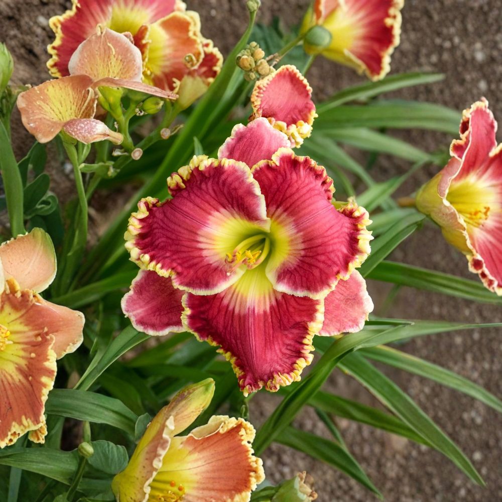 Hemerocallis 'Born to Run' Daylily - 3 Bare Root Plants - Rosy Red Ruffled Blooms - Hardy Perennial Flower - Summer Garden Favorite
