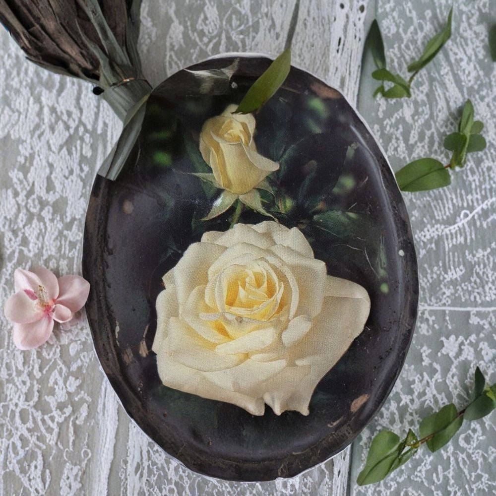 John F. Kennedy Hybrid Tea Rose Plant | 5 Gallon | Pure White | Rosa hybrid 'John F. Kennedy' | Elegant Garden Rose