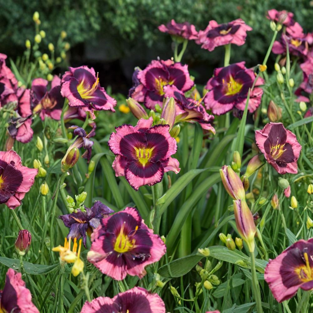 Hemerocallis 'Storm Shelter' Daylily - 3 Bare Root Plants | Mauve Flowers with Purple Eye | Tetraploid Perennial