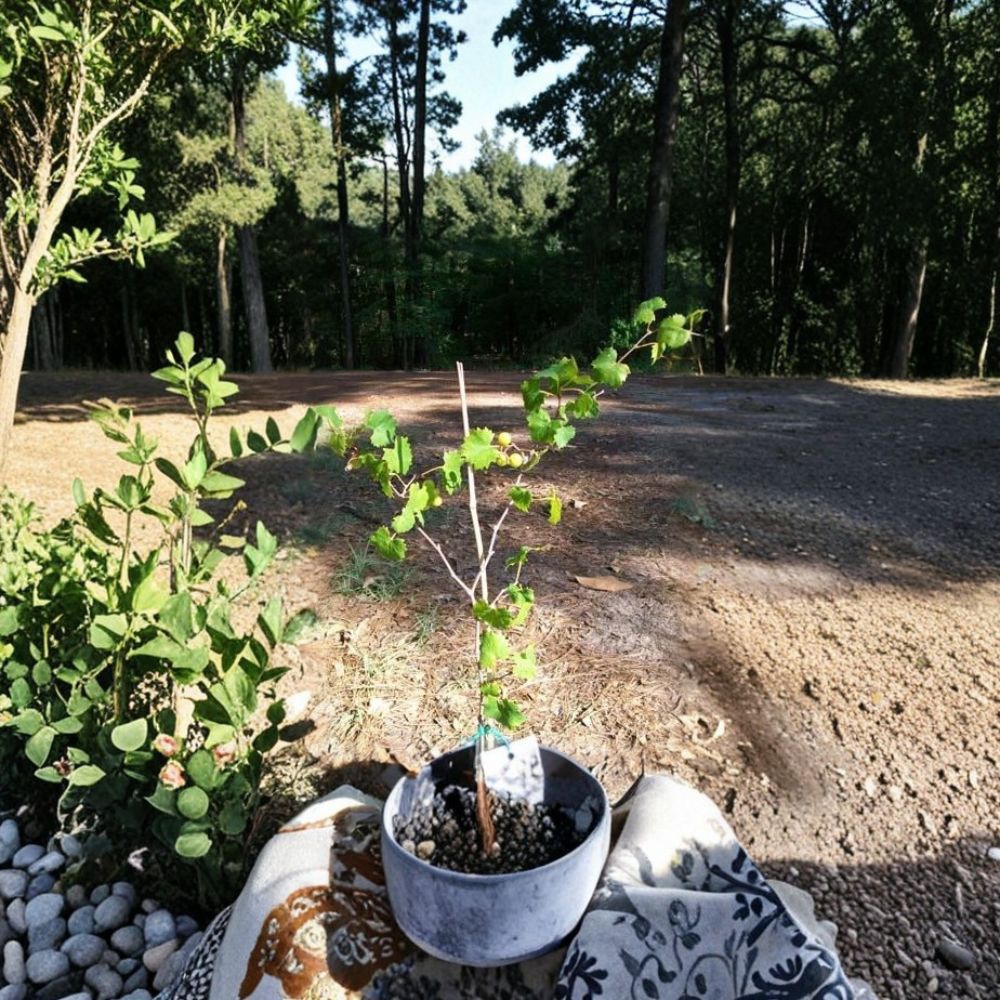 Bronze Tara Muscadine Grape Vine - 1 Gallon Live Plant | Self-Fertile Sweet Grapes | Vitis rotundifolia 'Tara'