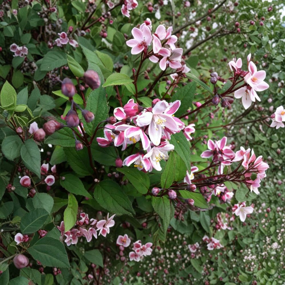 Nikko Blush Deutzia Live Plant | 12 Inch Soft Pink Blooms | Deutzia crenata ‘Nikko Blush’ | 1 Gallon Pot