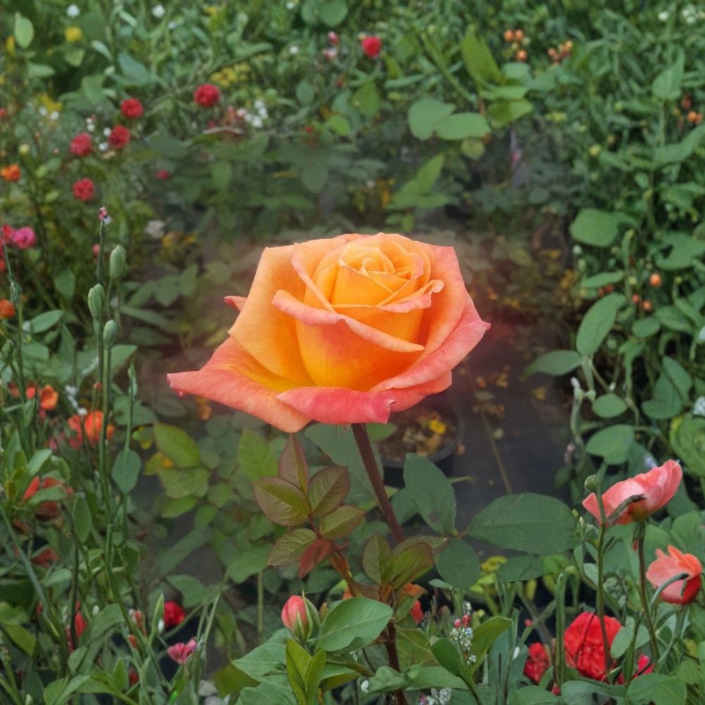 Arizona Rose Live Plant 2 Gallon | Rosa Grandiflora 'Arizona' | Orange Yellow Blooms | Established Root System for Garden