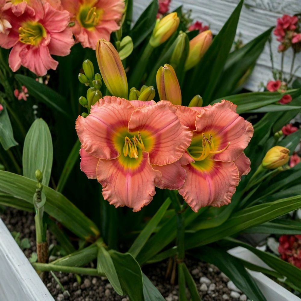Hemerocallis 'Elegant Candy' Daylily - 3 Bare Root Plants - Fragrant Pink Blooms with Red Eye - Hardy Perennial Flower