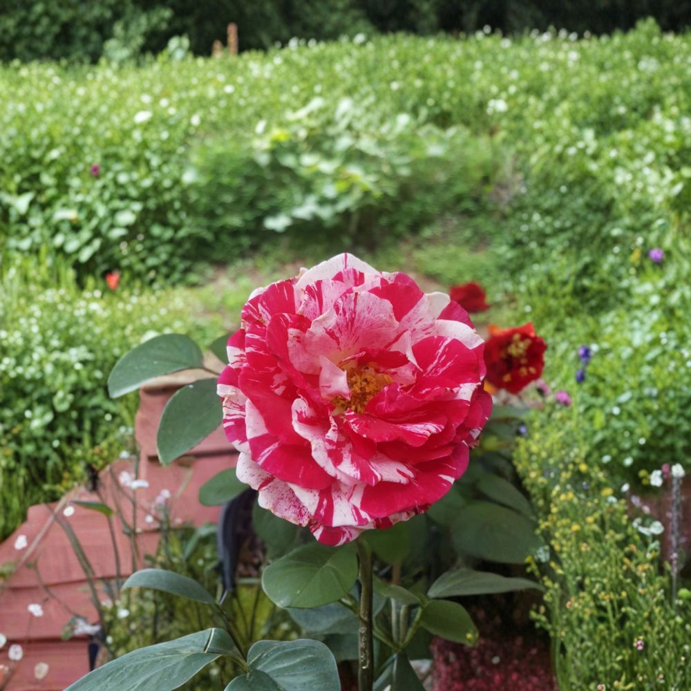 Scentimental Floribunda Rose 2 Gallon Live Plant | Striped Burgundy-White Blooms | Rosa hybrid 'Scentimental' | Easy Care
