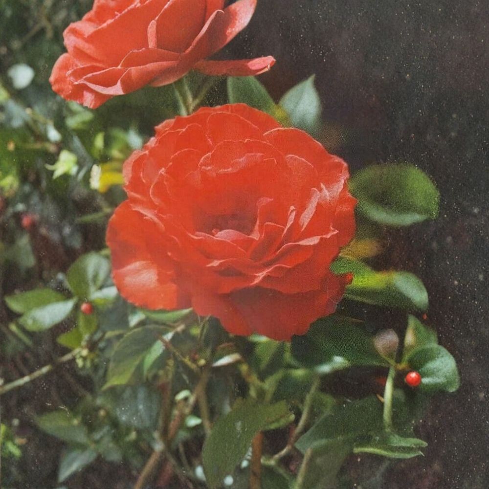 Impatient Floribunda Rose Plant - 2 Gallon Orange Red Blooming Shrub - Rosa hybrid 'Impatient' - Perfect for Garden & Landscape
