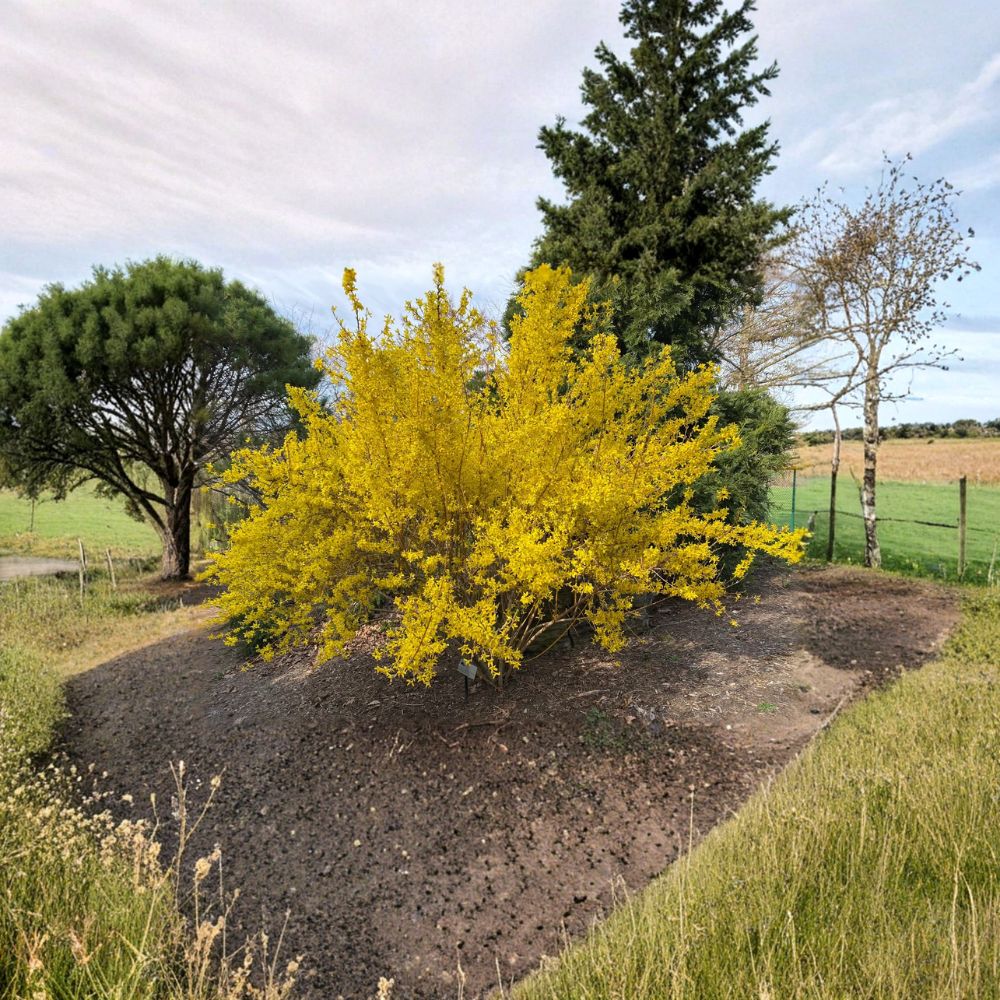Variegated Forsythia Shrub Live Plant - 4 Inch Pot - Forsythia x intermedia 'Fiesta' - Golden Blooms & Creamy Edged Foliage
