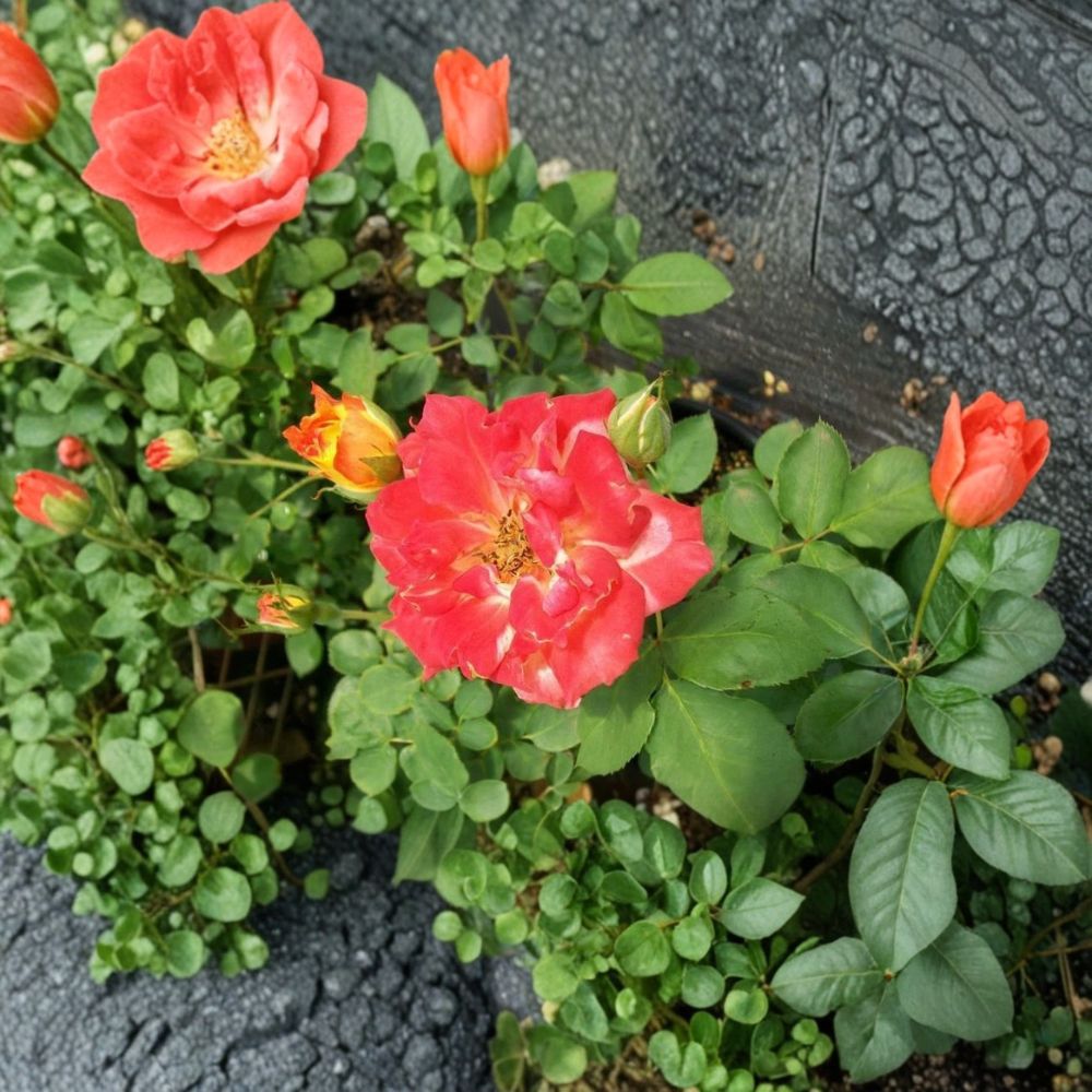 Pinata Rose Live Plant | 2 Gallon | Vibrant Yellow Orange Blooms | Rosa 'Pinata' | Garden Climbing Rose with Healthy Roots
