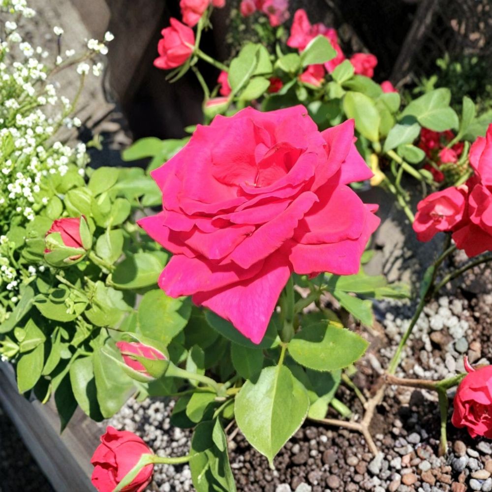 Hybrid Tea Rose Plant - 1 Gallon Deep Pink Voluptuous Variety - Rosa hybrid 'Voluptuous' - Easy to Grow Landscape Bloom