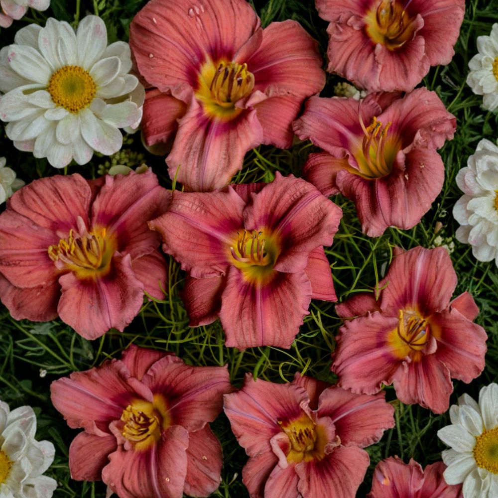 Hemerocallis 'Rosy Returns' Daylily - 3 Bare Root Plants | Everblooming Pink Perennial Flower | Fragrant & Award-Winning