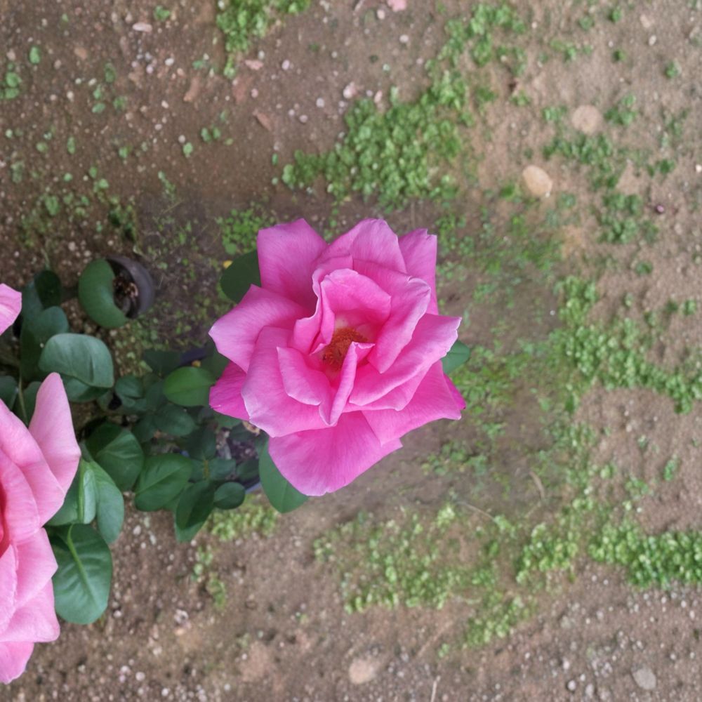 Perfume Delight Hybrid Tea Rose Plant | 1 Gallon Pink Bush | Fragrant Rosa hybrid 'Perfume Delight' | Easy to Grow