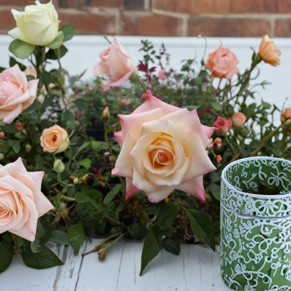 Peace Rose Live Plant 2 Gallon - Rosa Hybrid Tea 'Peace' - Yellow Pink Blend Blooms - Garden & Landscape Friendly