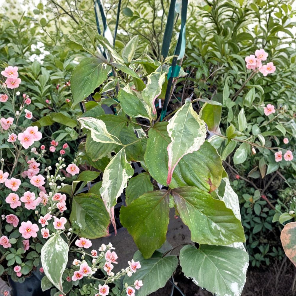 Cornus kousa 'Summer Games' Live Plant | 12 Inch Graft | Variegated Foliage | Rare Chinese Dogwood Ornamental Tree