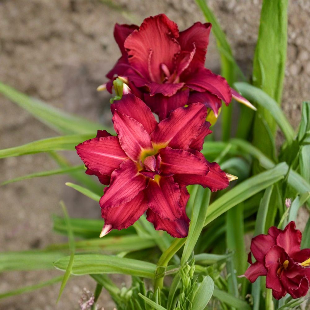 Hemerocallis 'Double Pardon Me' Daylily - 3 Bare Root Plants - Double Red Blooms - Hardy Perennial Flower - Grade #1 Roots