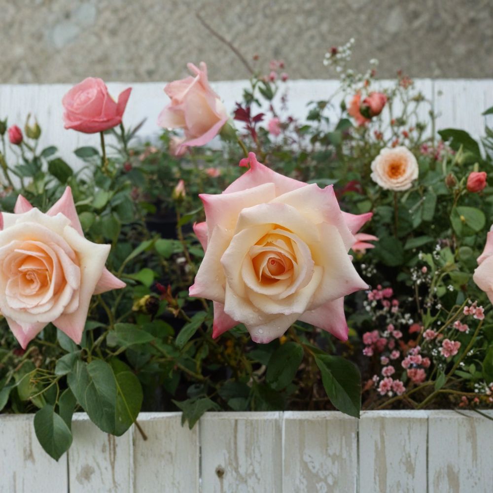 Peace Rose Live Plant | 1 Gallon | Yellow Pink Blend Blooms | Rosa Hybrid Tea 'Peace' | Garden Friendly