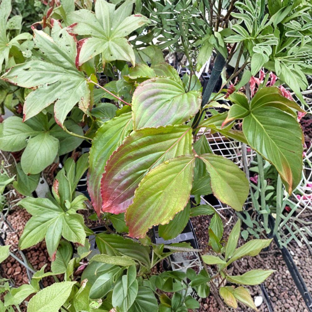 Dogwood Tree Live Plant | 12 Inches | Cornus florida 'Beni Fuji' | Ornamental Flowering Tree | Grafted Specimen