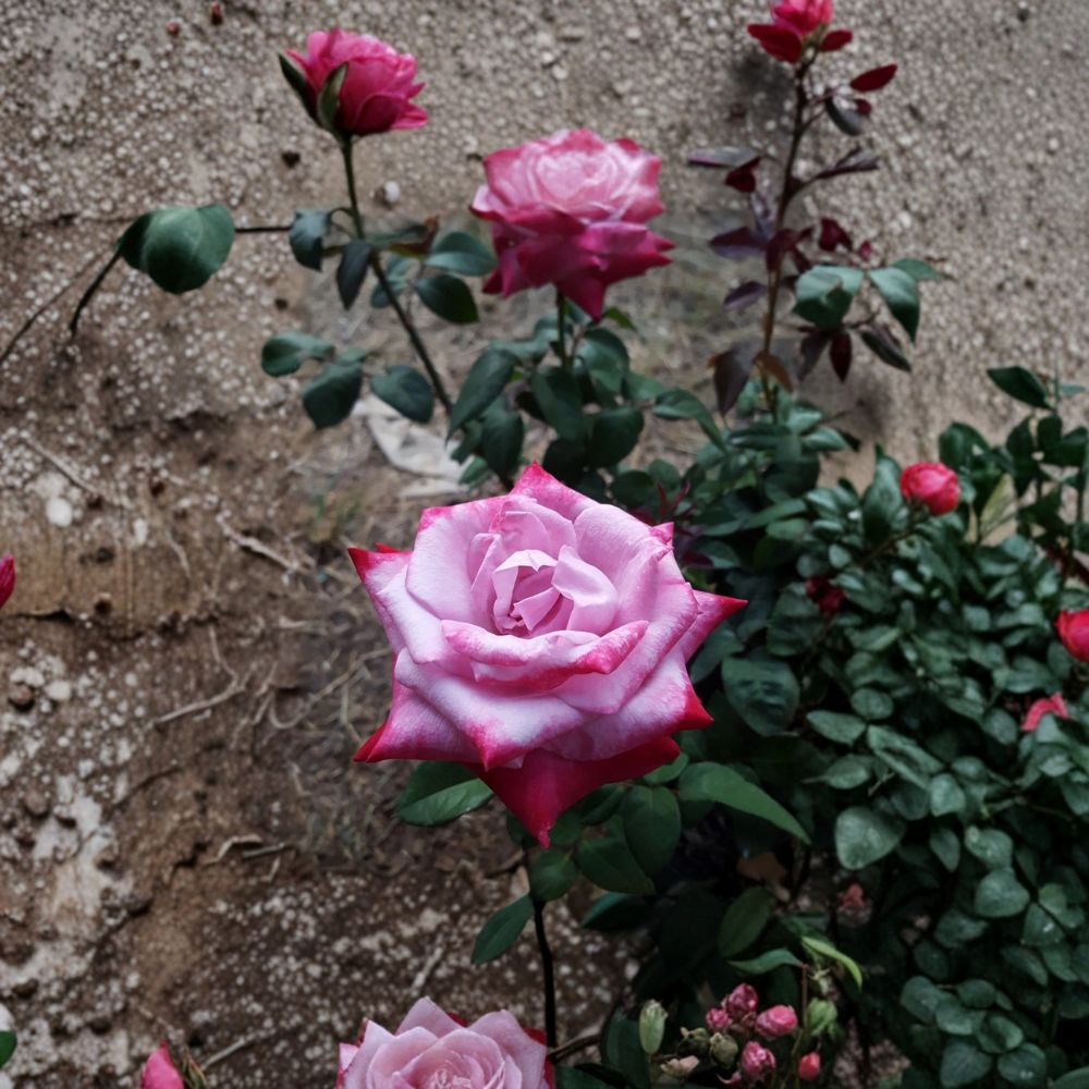Paradise Hybrid Tea Rose Bush - 1 Gallon Lavender Pink Magenta Blooms - Rosa 'Paradise' - Full Sun Garden Favorite
