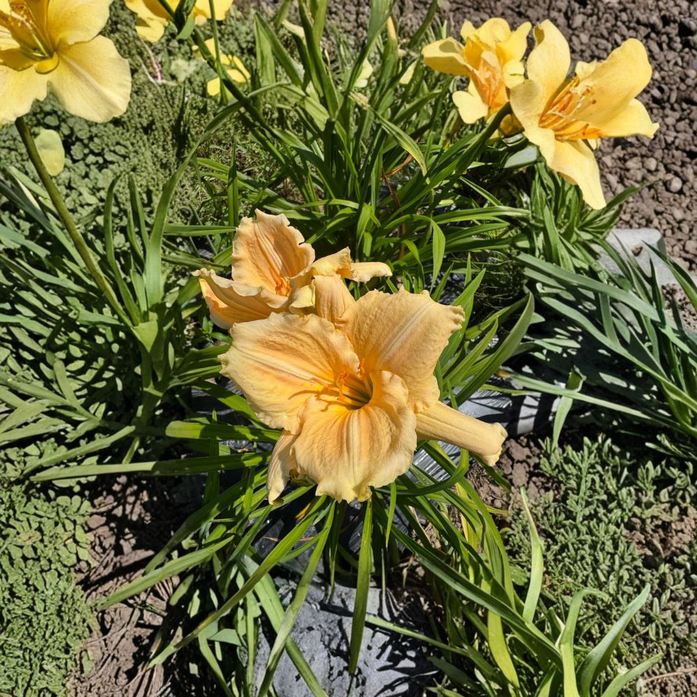 Bridal Bouquet Daylily - 3 Bare Root Plants | Hemerocallis 'Bridal Bouquet' | Hardy Perennial Flower | Easy to Grow