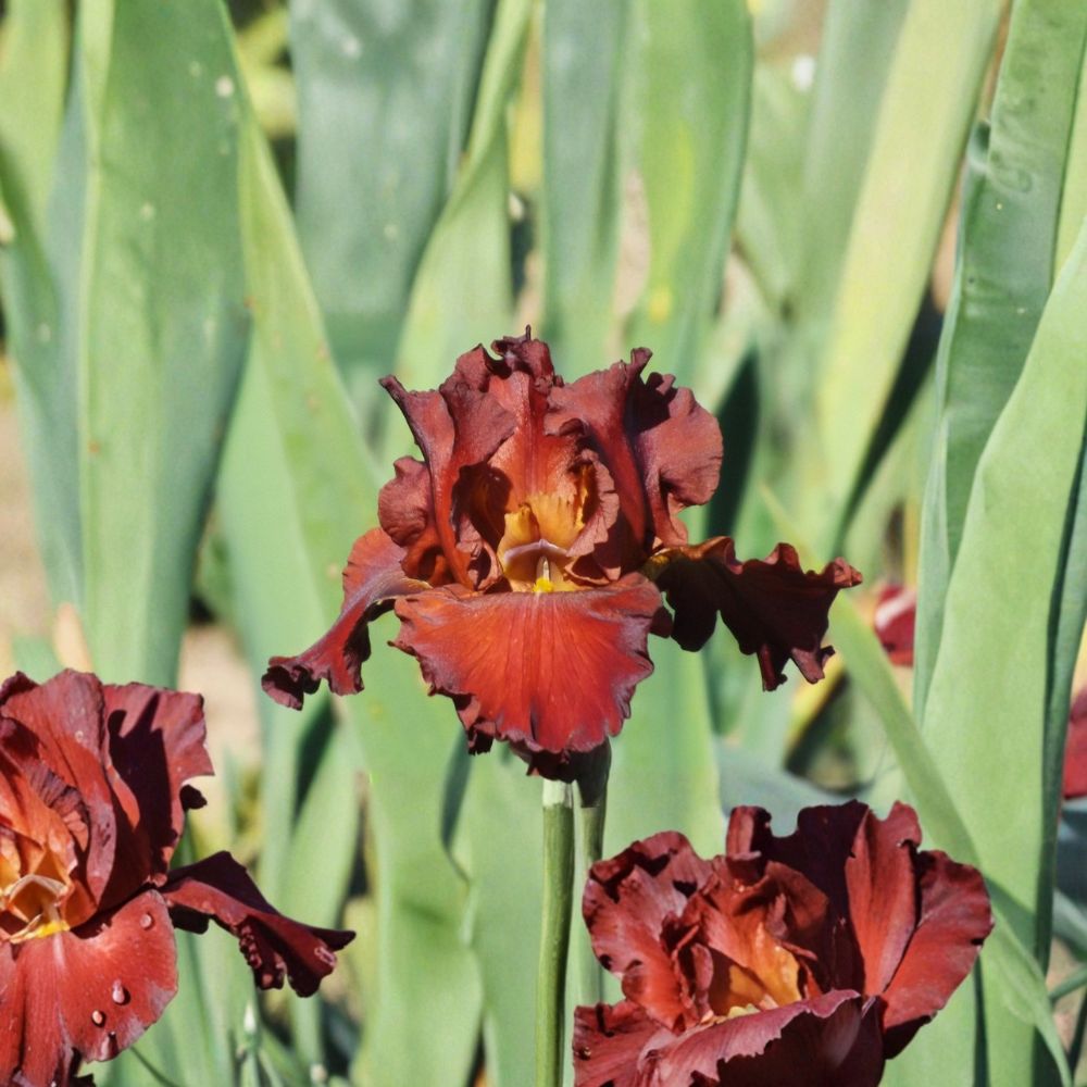 Bearded Iris Rhizomes 3 Pack - Lest We Forget Reblooming Red Iris - Iris germanica - Perennial Flower Bulbs